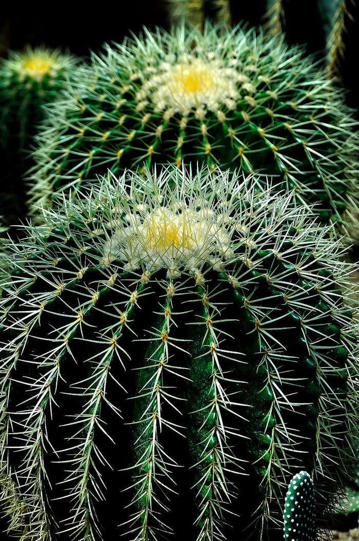 Detailed view of green cactus showing sharp spines and vibrant patterns.
