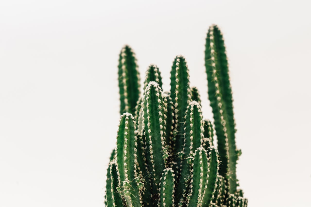 Detailed shot of a vibrant green cactus with sharp spines against a white background, showcasing its natural beauty.