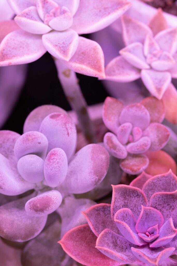 Close-up of various purple succulent plants, showcasing intricate textures and colors.