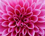 dahlia-1642457_150-1642457 dahlia, dahlias, fall, asteraceae, garden flower, ornamental flower, garden dahlia, nature, blossom, bloom, garden, flora, dalia, plant